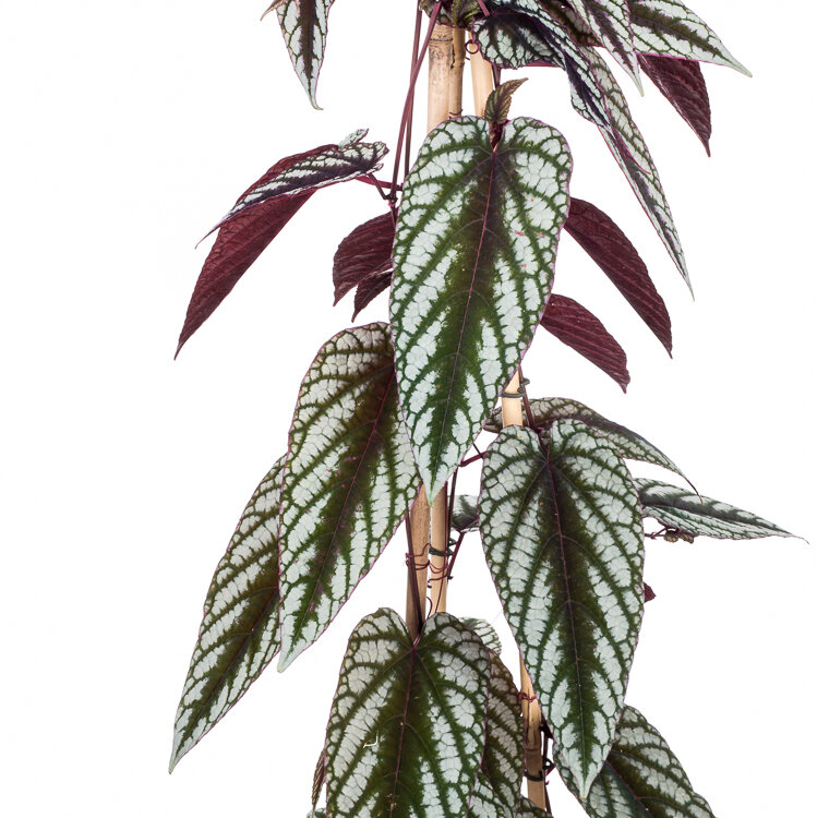 samenvoegen Aantrekkingskracht Ondeugd 6 Hippe kamerplanten met gekleurd blad | Flora Fashion