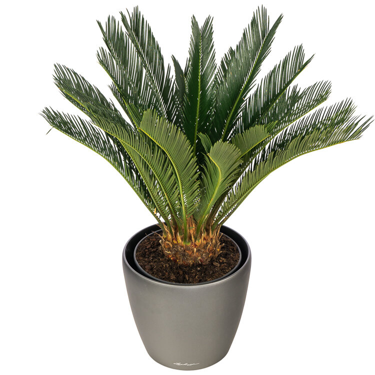 Pedagogie trommel palm 8 Palm soorten voor binnen in huis | Flora Fashion