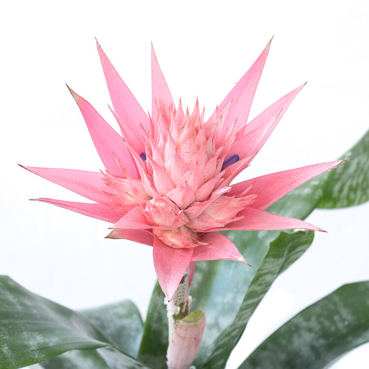 Portiek vaas ramp Our top 5 houseplants with pink flower | Flora Fashion