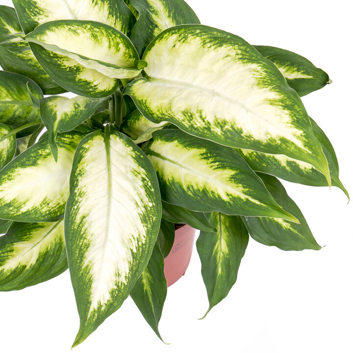 Dieffenbachia Camilla - Dieffenbachia camilla