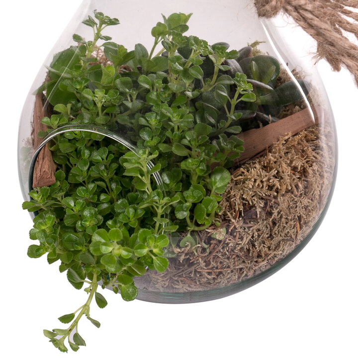 openbaar Persona Matig Planten terrarium (Ecosysteem) kopen? | Flora Fashion
