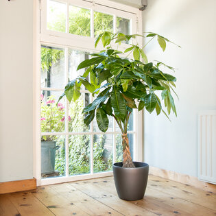 bodem Preventie restjes Top 10 grote kamerplanten voor thuis of op kantoor | Flora Fashion